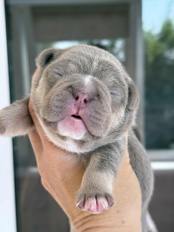 Zara French Bulldog Zara French Bulldog