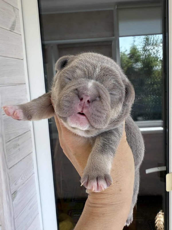 Zara French Bulldog Zara French Bulldog