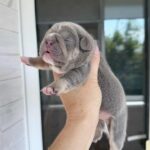 Zara-female-French-bulldog-puppy-for-sale-5
