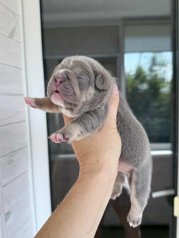 Zara French Bulldog Zara French Bulldog