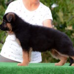 Zastor-male-German-shepherd-puppy-for-sale-1 (1)
