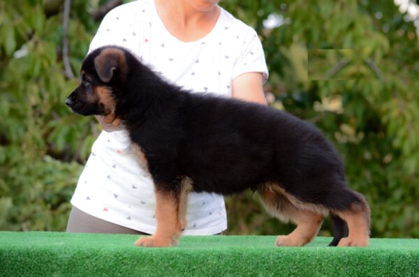 Zastor German Shepherd Zastor German Shepherd