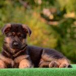 Zastor-male-German-shepherd-puppy-for-sale-1 (2)