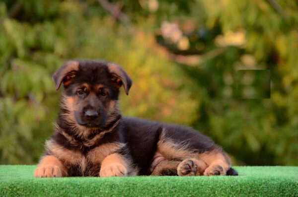 Zastor German Shepherd Zastor German Shepherd