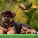 Zastor-male-German-shepherd-puppy-for-sale-1 (3)