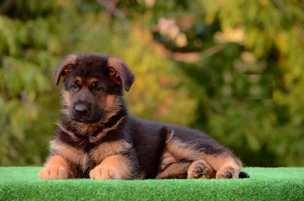 Zastor German Shepherd Zastor German Shepherd