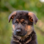 Zastor-male-German-shepherd-puppy-for-sale-1 (4)