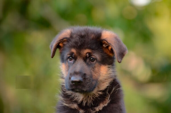 Zastor German Shepherd Zastor German Shepherd