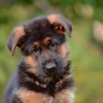 Zastor-male-German-shepherd-puppy-for-sale-1 (5)