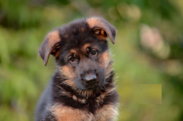 Zastor German Shepherd Zastor German Shepherd