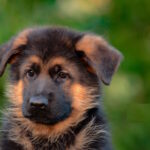 Zenit-male-German-shepherd-puppy-for-sale-1 (1)