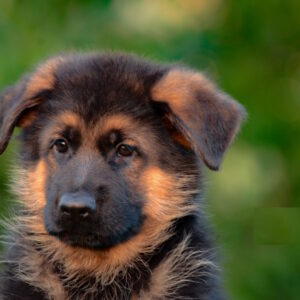 Zenit German Shepherd