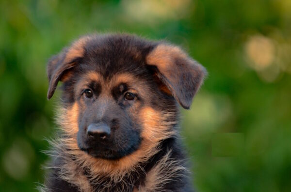 Zenit German Shepherd