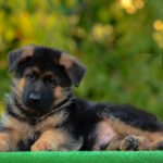 Zenit-male-German-shepherd-puppy-for-sale-1 (2)