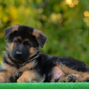 Zenit German Shepherd