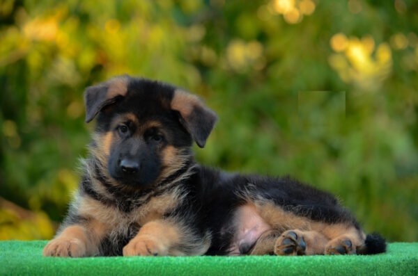 Zenit German Shepherd
