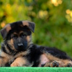 Zenit-male-German-shepherd-puppy-for-sale-1 (3)