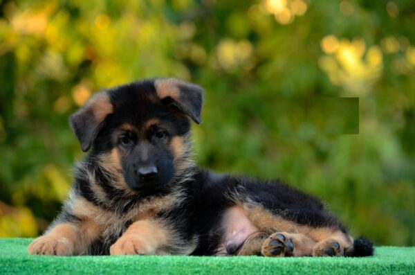 Zenit German Shepherd