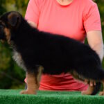 Zenit-male-German-shepherd-puppy-for-sale-1 (4)