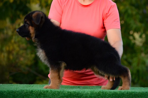 Zenit German Shepherd