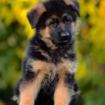 Zenit-male-German-shepherd-puppy-for-sale-1 (5)