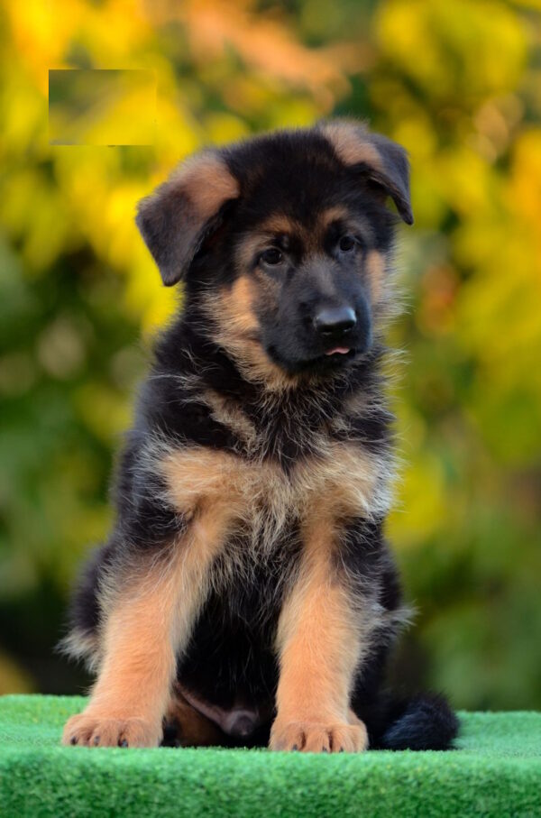Zenit German Shepherd