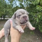 Zick-male-French-bulldog-puppy-for-sale-1