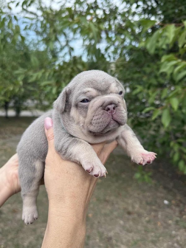 Zick French Bulldog Zick French Bulldog