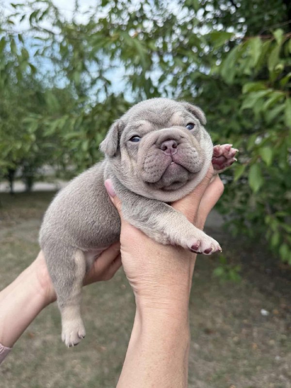 Zick French Bulldog Zick French Bulldog