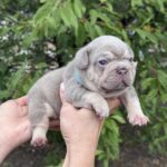 Zick-male-French-bulldog-puppy-for-sale-3