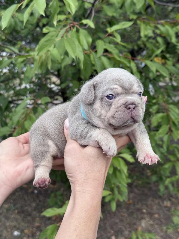 Zick French Bulldog Zick French Bulldog