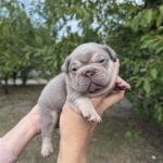 Zick-male-French-bulldog-puppy-for-sale-4
