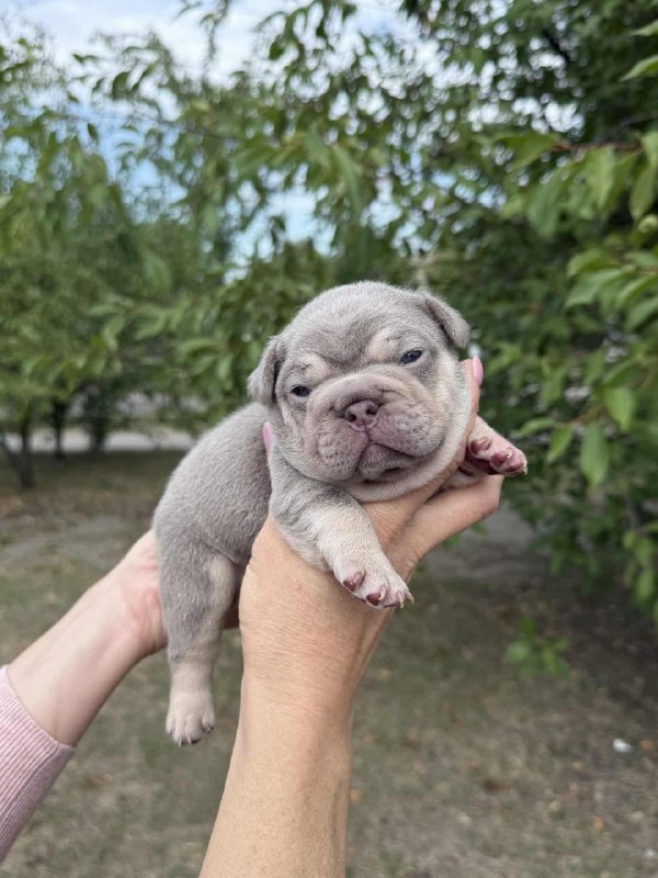 Zick French Bulldog Zick French Bulldog