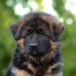 Zolly-female-German-shepherd-puppy-for-sale-1 (1)