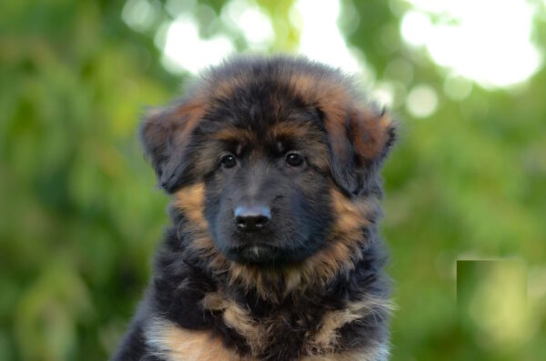 Zolly German Shepherd Zolly German Shepherd