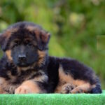 Zolly-female-German-shepherd-puppy-for-sale-1 (2)
