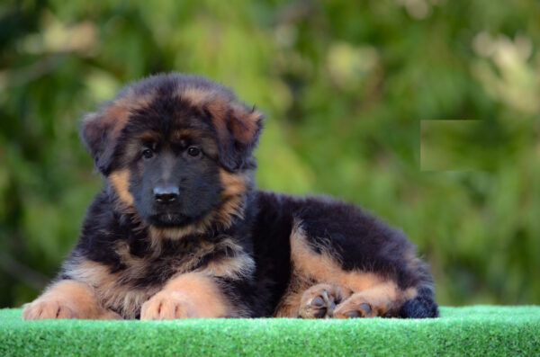 Zolly German Shepherd Zolly German Shepherd