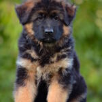 Zolly-female-German-shepherd-puppy-for-sale-1 (3)