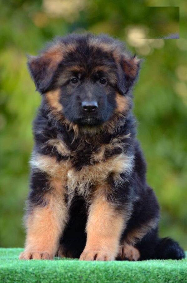 Zolly German Shepherd Zolly German Shepherd