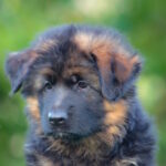 Zolly-female-German-shepherd-puppy-for-sale-1 (4)