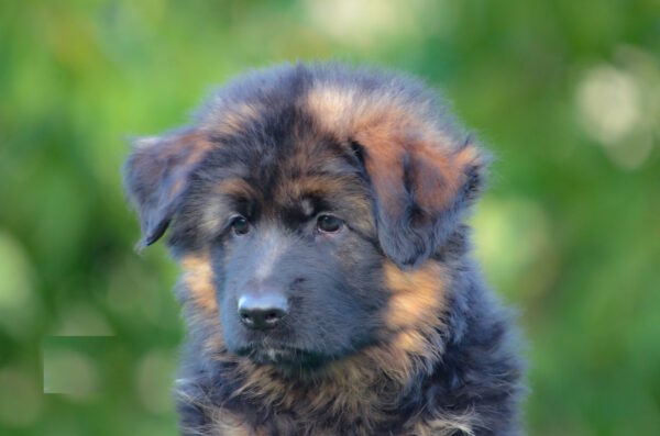 Zolly German Shepherd Zolly German Shepherd