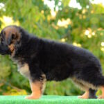 Zolly-female-German-shepherd-puppy-for-sale-1 (5)