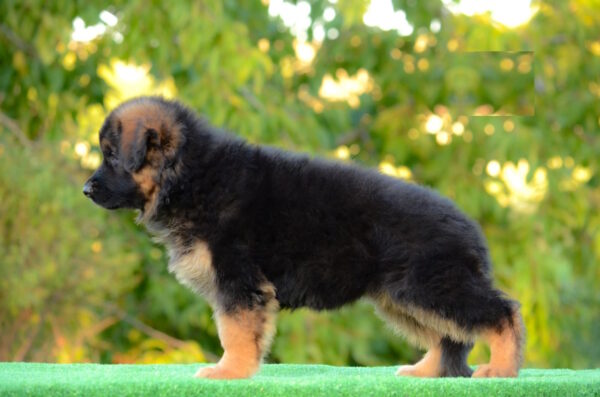 Zolly German Shepherd Zolly German Shepherd