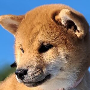 Акіnа Shiba Inu