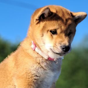 Акіnа Shiba Inu