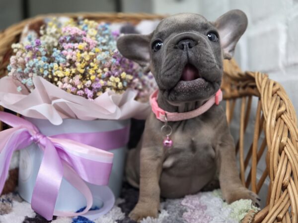 Max Big Rope French Bulldog Max Big Rope French Bulldog