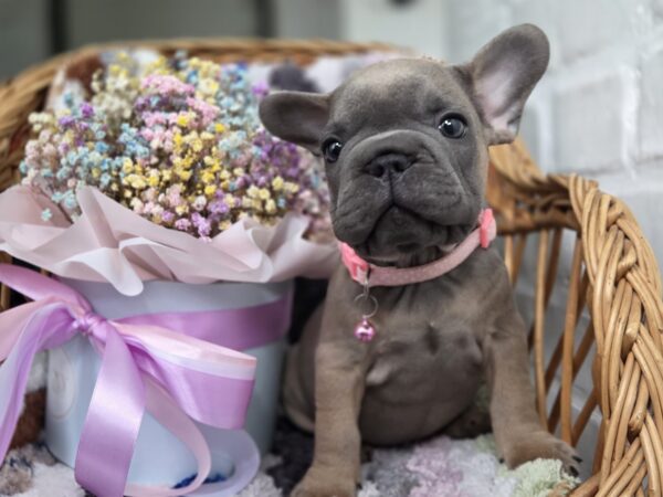 Max Big Rope French Bulldog Max Big Rope French Bulldog