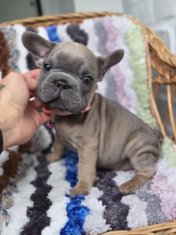 Max Big Rope French Bulldog Max Big Rope French Bulldog