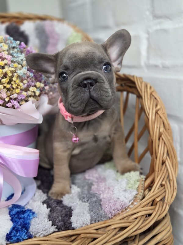 Max Big Rope French Bulldog Max Big Rope French Bulldog