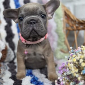 Max Big Rope French Bulldog